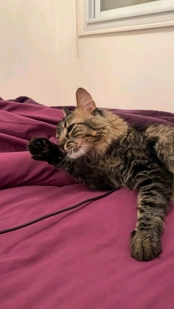 Image uploaded by Daniel