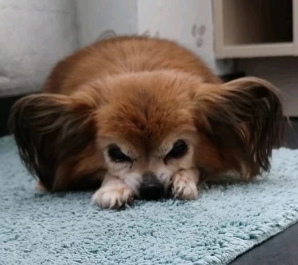 GIF hochgeladen von Nico