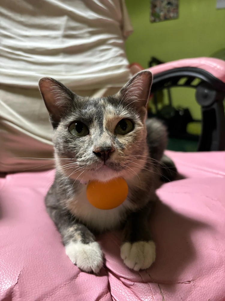 GIF uploaded by Pat♡