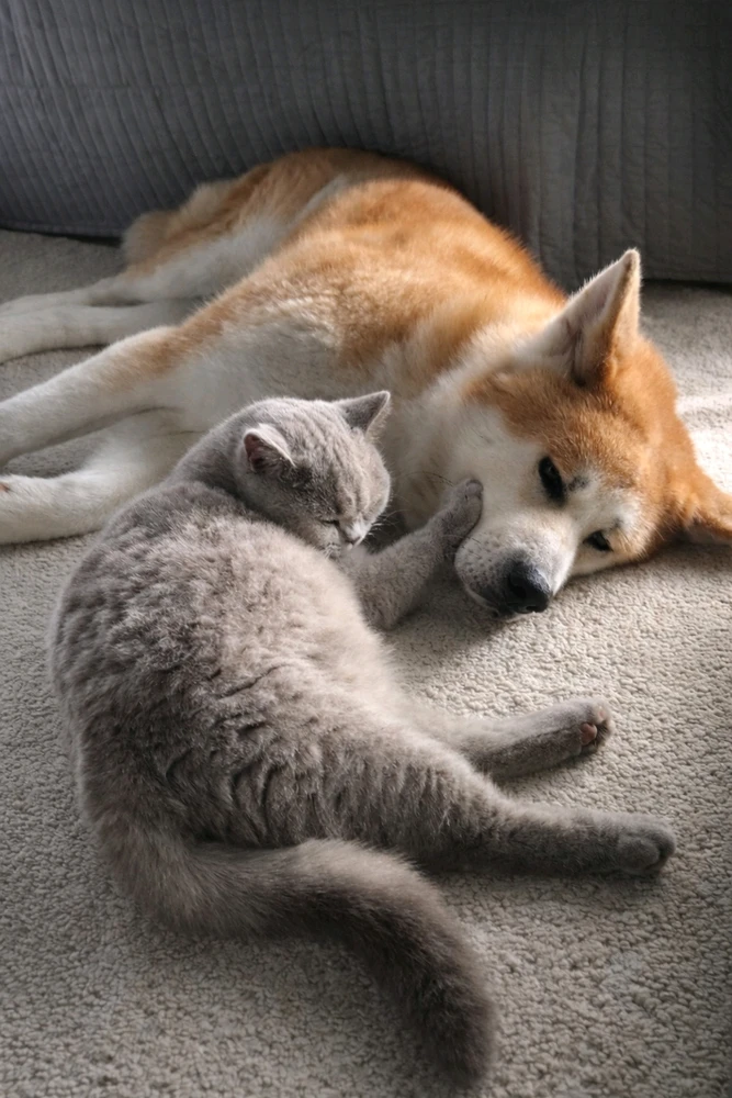 GIF dodany przez Damian