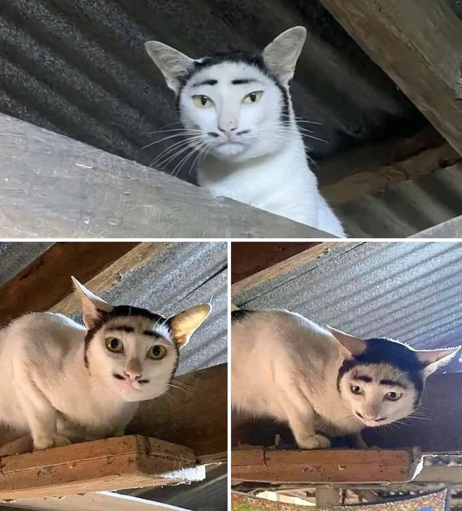 GIF uploaded by Rosalyn