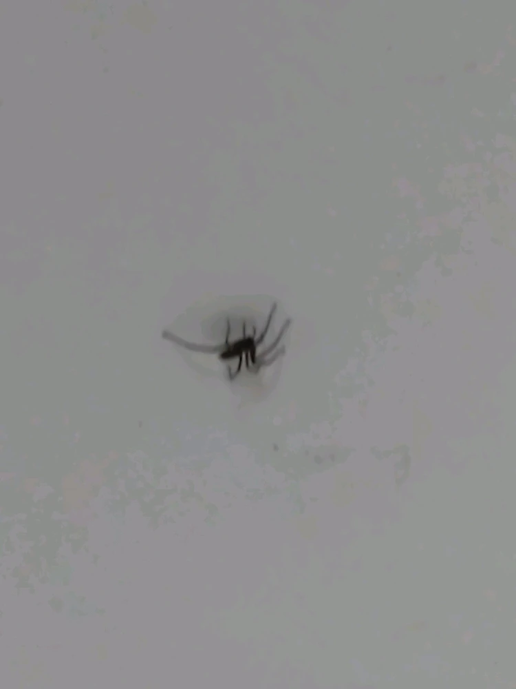 GIF ajouté par Korri