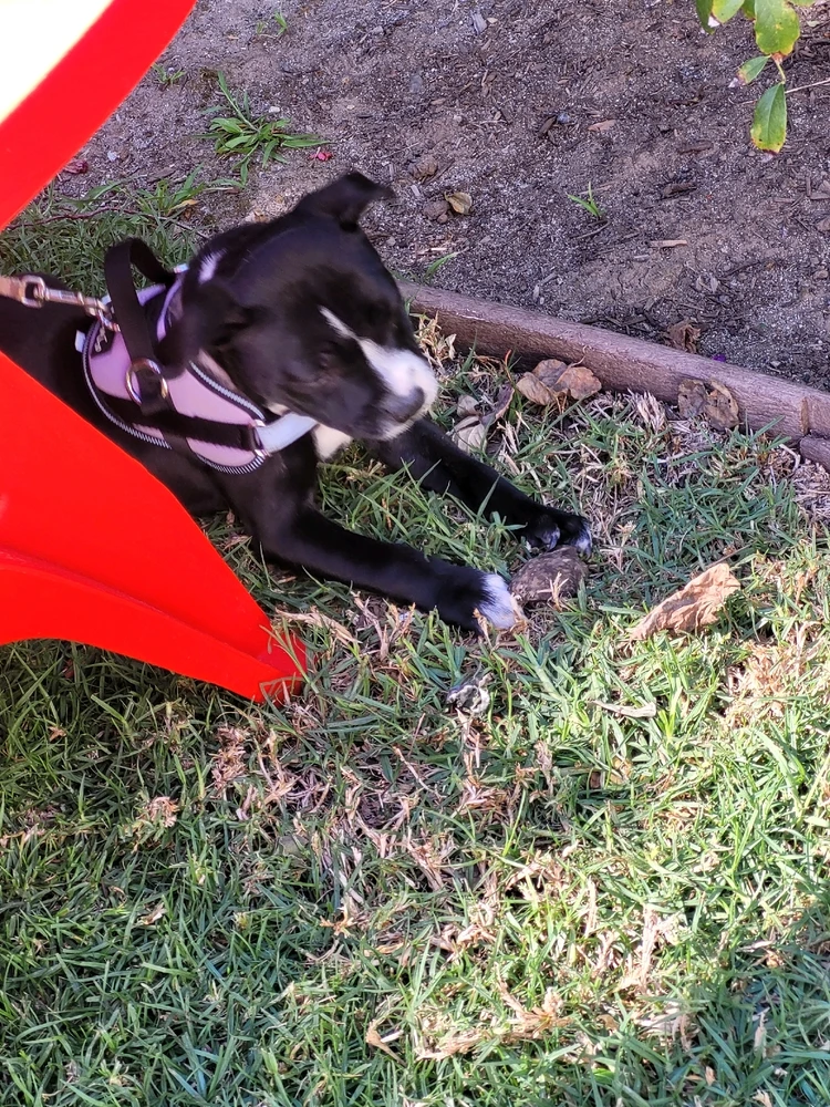 GIF uploaded by James Loeffler