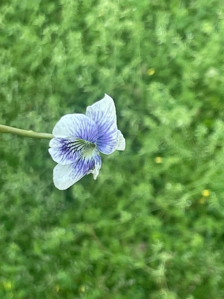 GIF uploaded by Marsha Noll