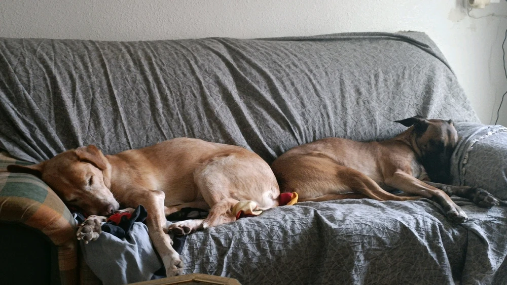 GIF subido por Atenea