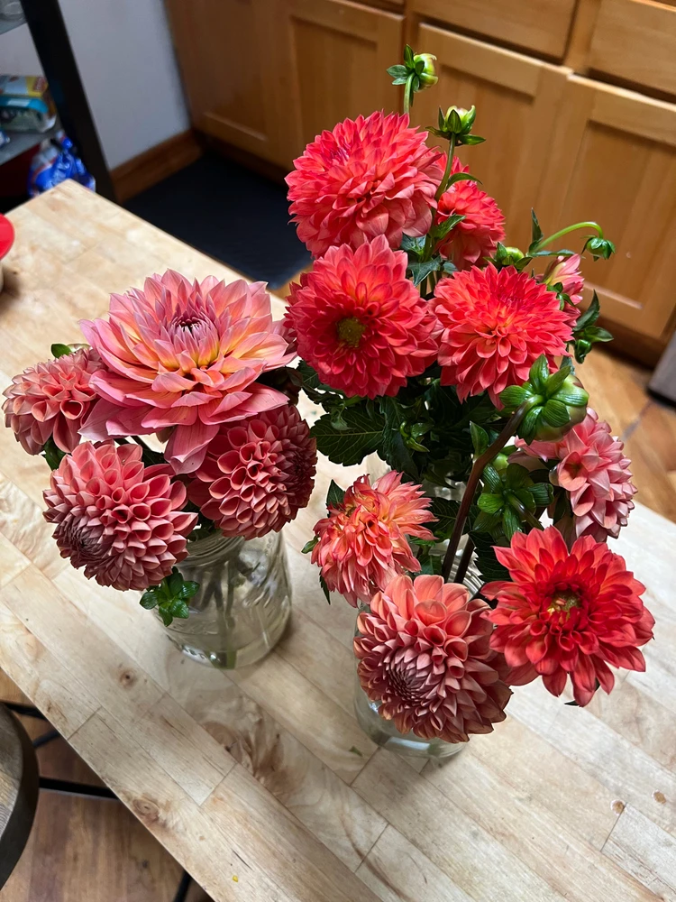 Image uploaded by Kristian