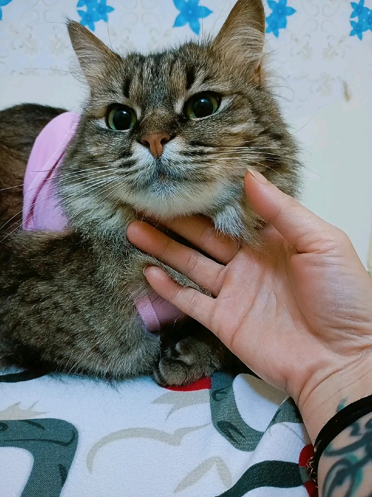 GIF uploaded by Manx