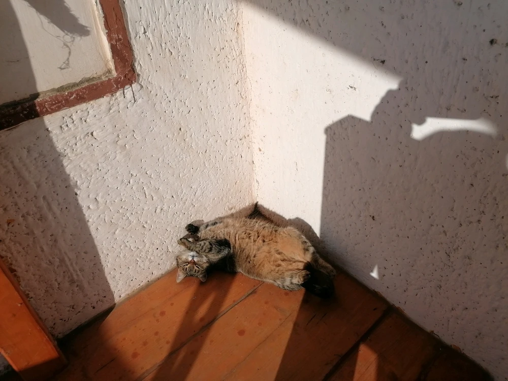 Image uploaded by Szabolcs