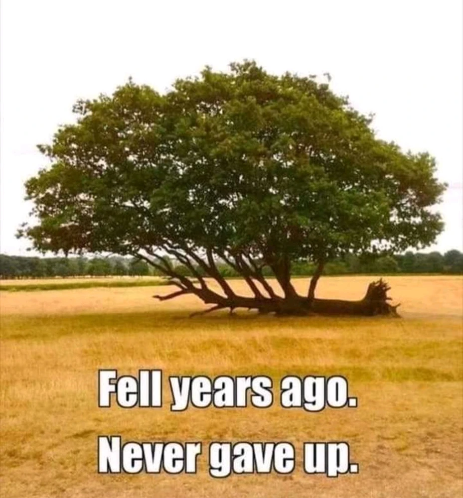 GIF hochgeladen von Hackfleischhassenderzerhacker