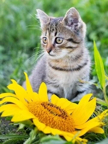 Image uploaded by 𝓢𝓮𝓻𝓮𝓷 • 𝓢𝓮𝓻𝓮𝓷𝓭𝓲𝓹𝓲𝓽𝔂