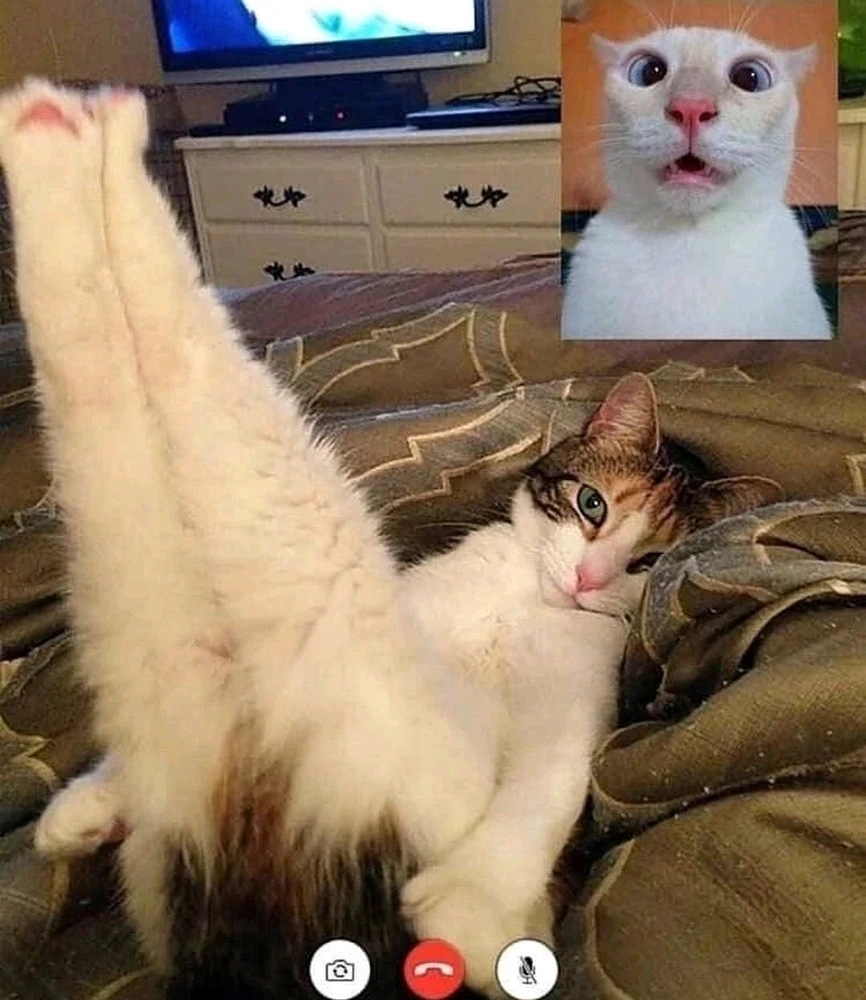 GIF caricata da Elviscerale