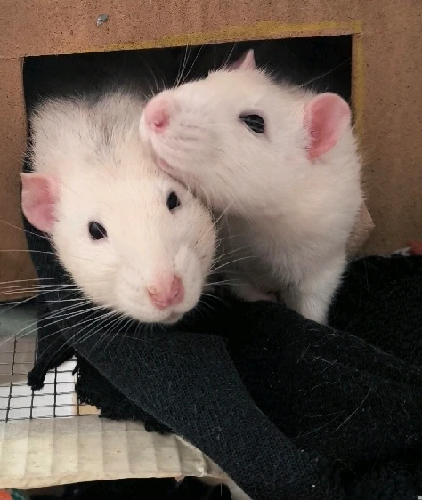 GIF hochgeladen von Luzi