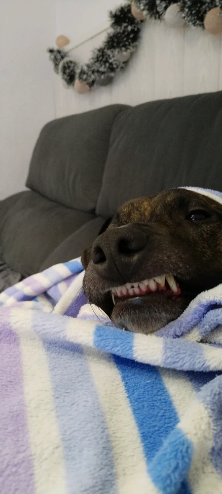 GIF subido por Sheyla