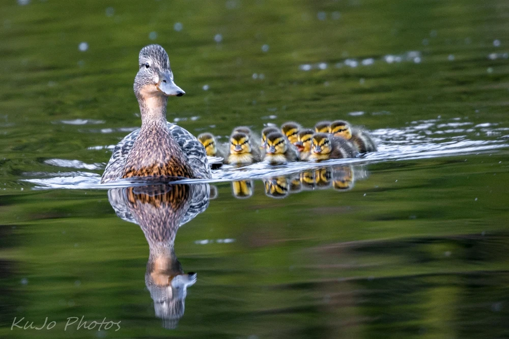 GIF uploaded by Kurtis