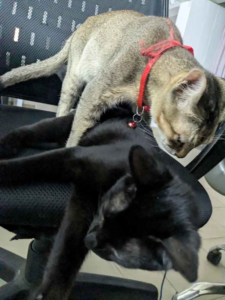 GIF uploaded by Robi Roy