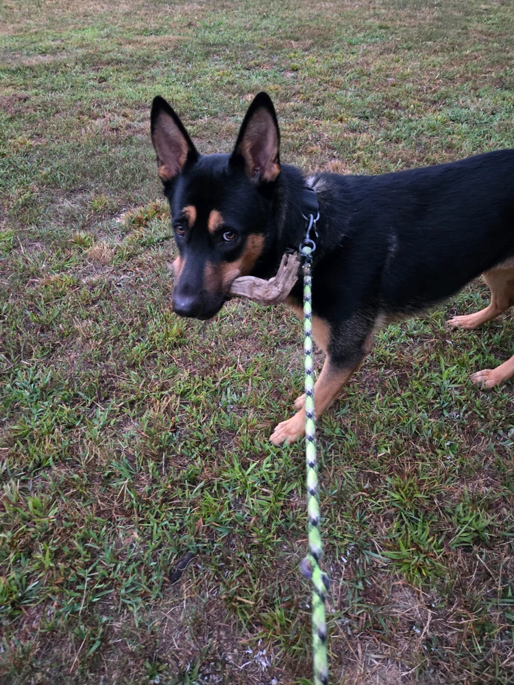 GIF uploaded by Gabe