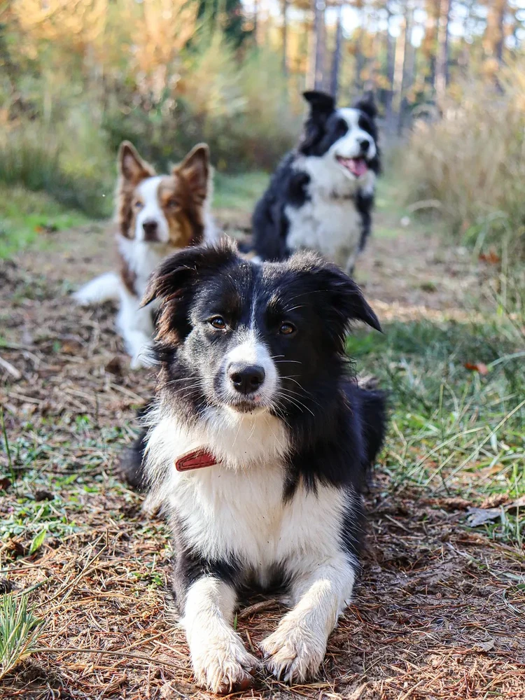 GIF uploaded by Sebastian