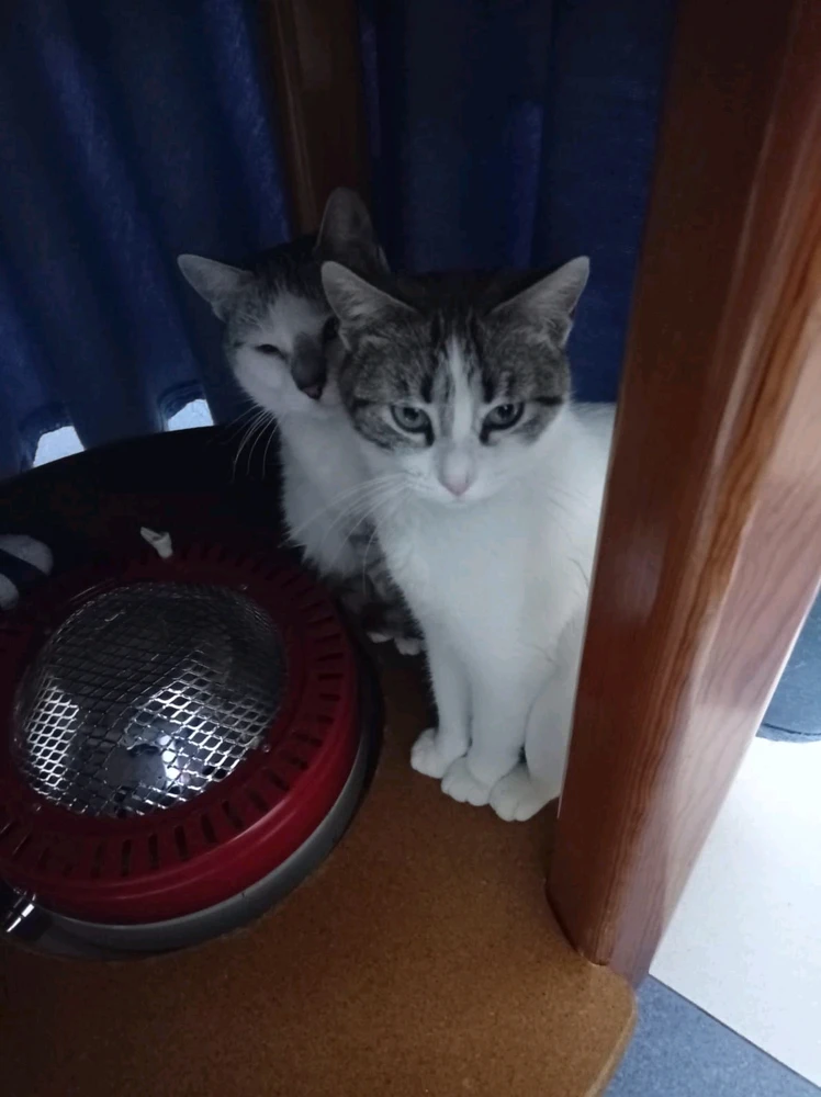 GIF subido por Luismi