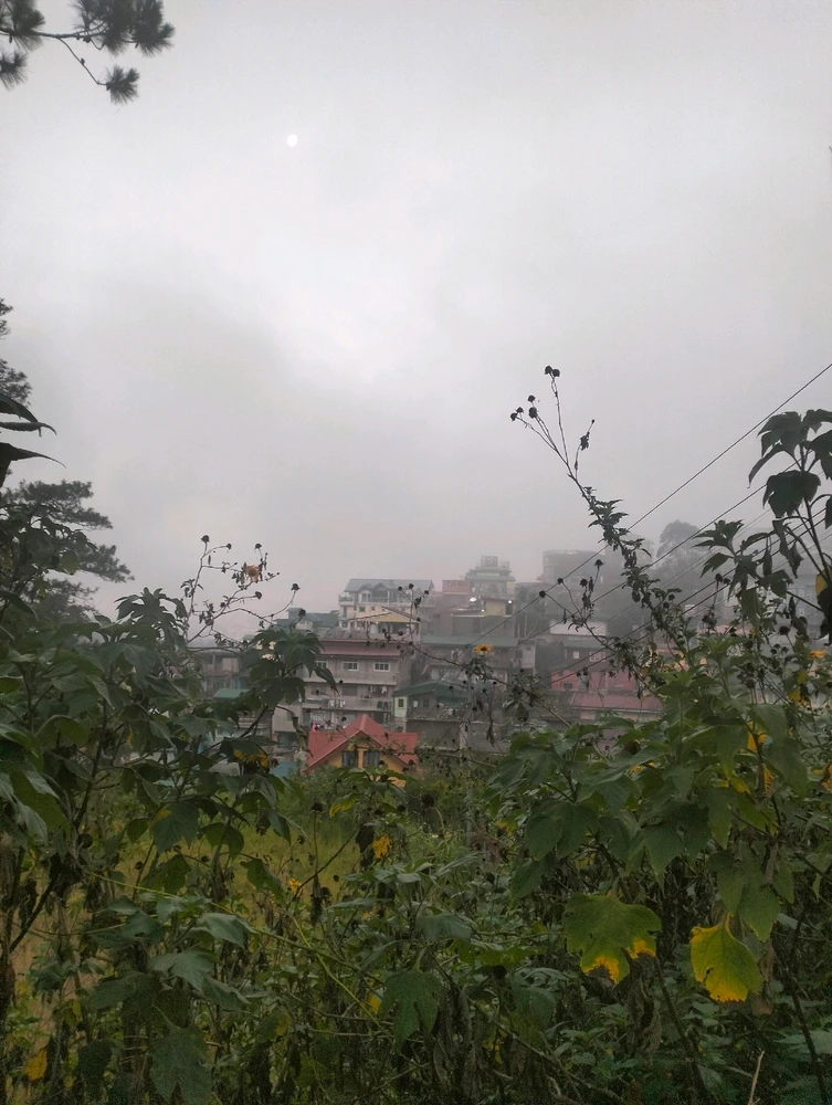 Image uploaded by Sessile