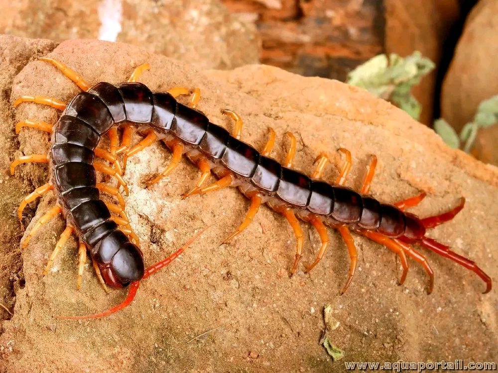 Un insecto Cien pies