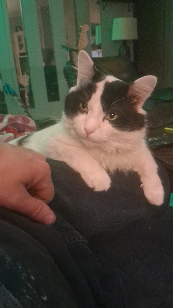 GIF uploaded by Link