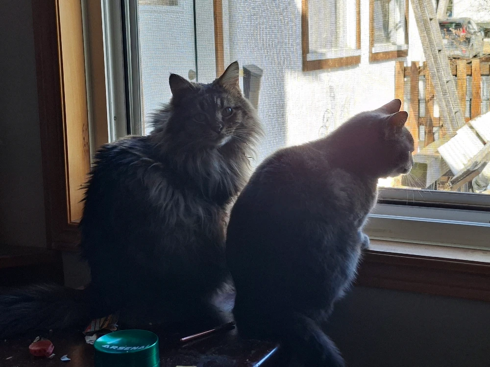 GIF uploaded by Bract