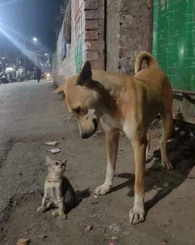 GIF ajouté par Akapea