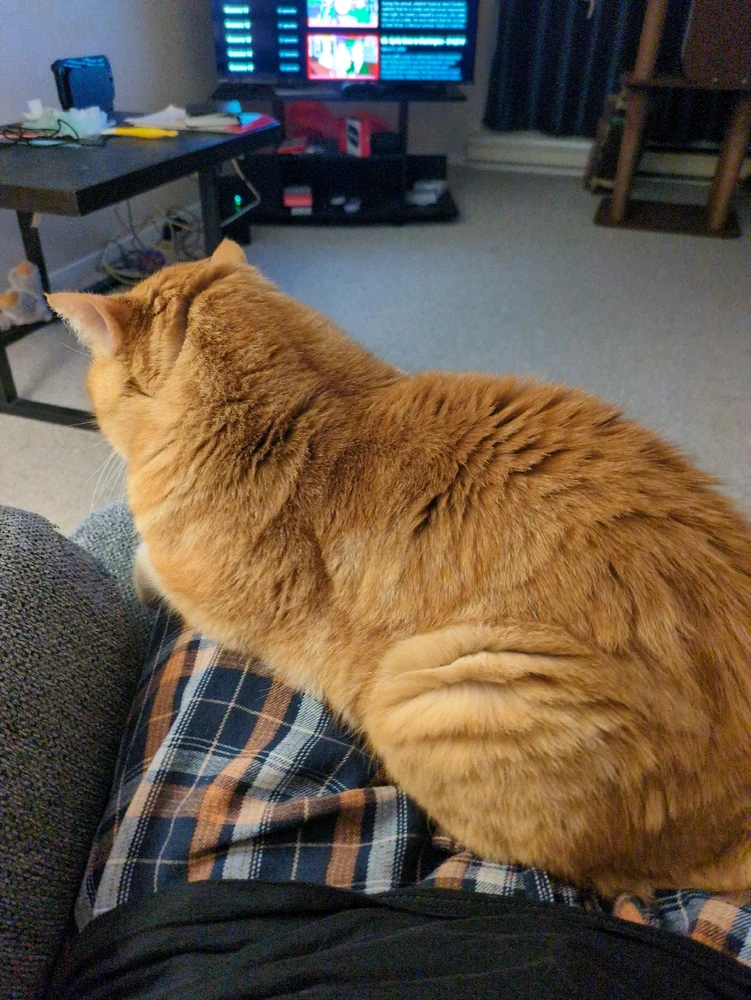 Image uploaded by Evan O