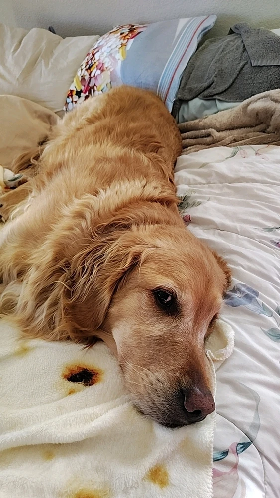 GIF uploaded by Sweetz