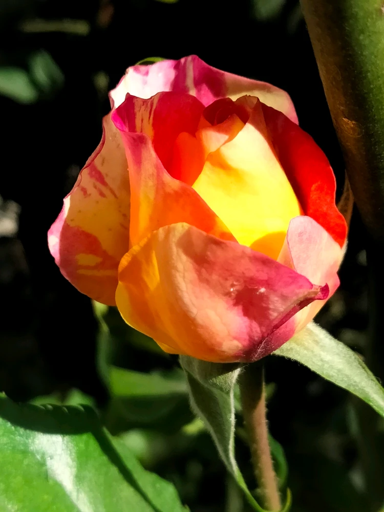 Imagen subida por Kanemin