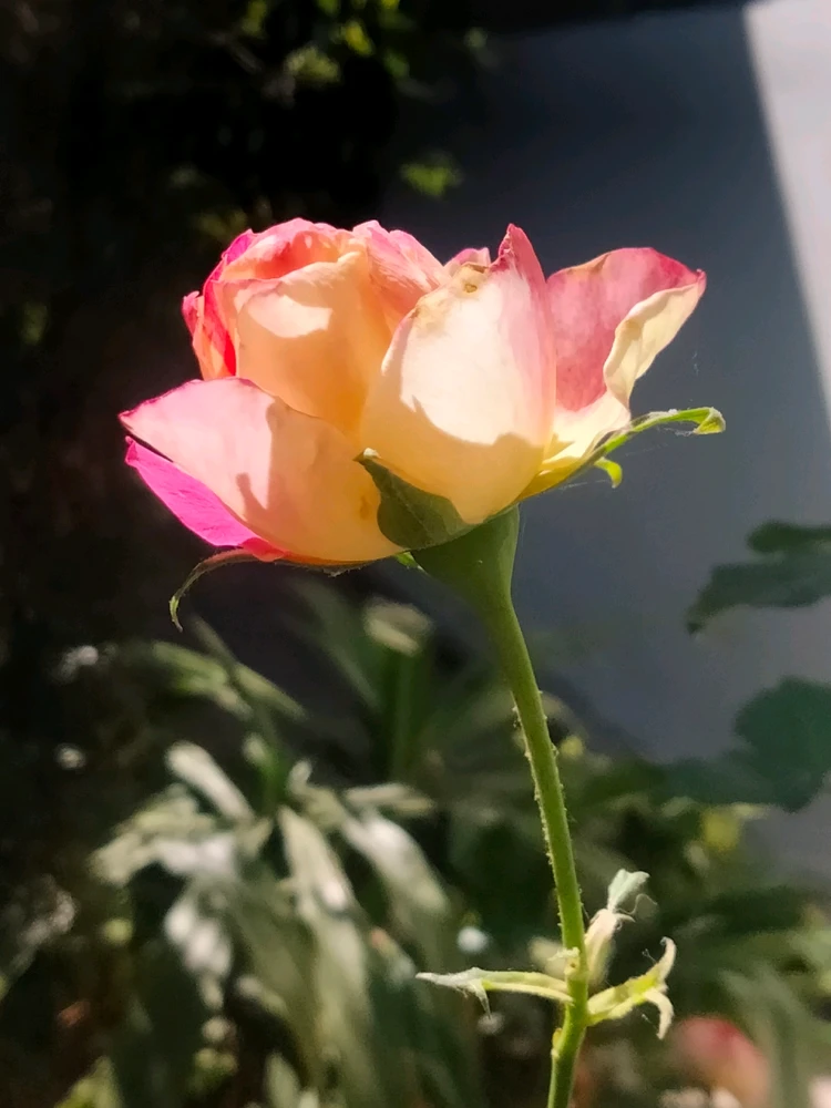 Imagen subida por Kanemin