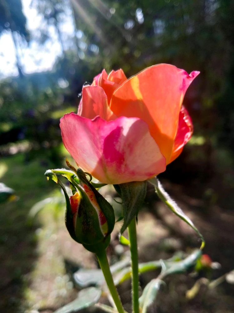 Imagen subida por Kanemin