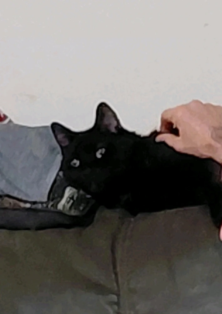 GIF uploaded by Austin