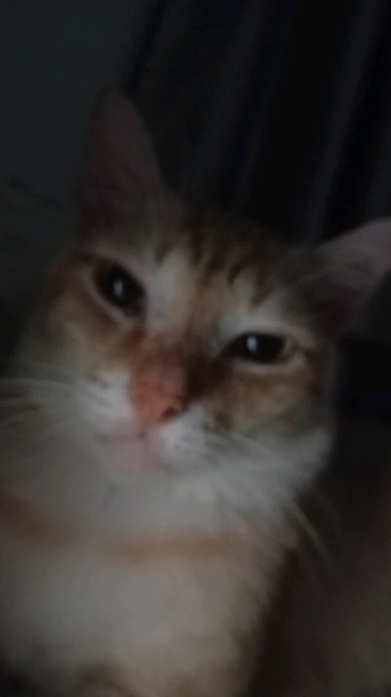 GIF uploaded by Dian Hahaha