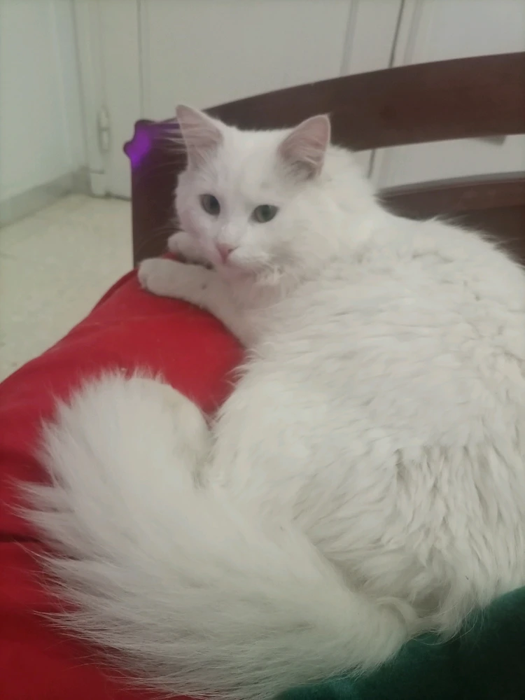 GIF uploaded by feriel