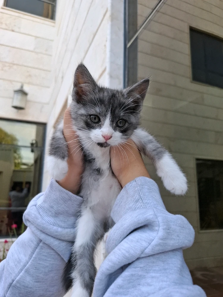 Image uploaded by Nylej