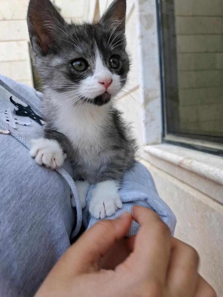 Image uploaded by Nylej