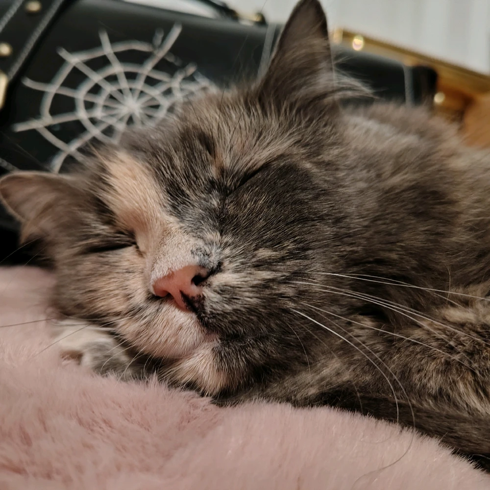 Image uploaded by Sirius