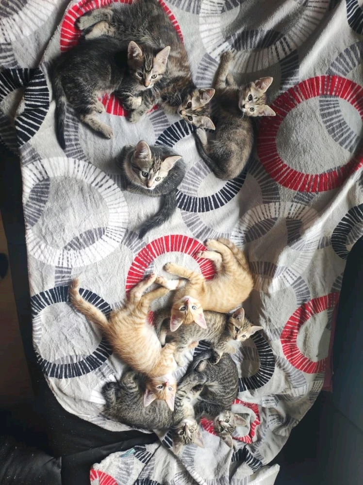 Image uploaded by Sirius