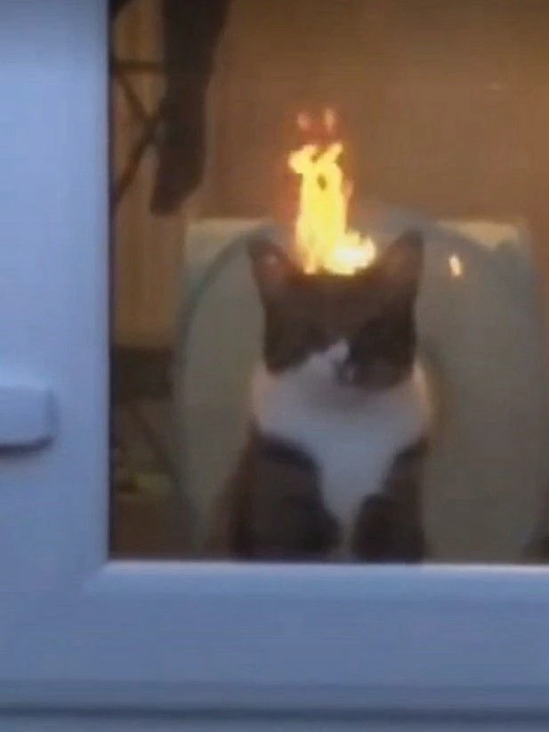 GIF hochgeladen von 🌹✨