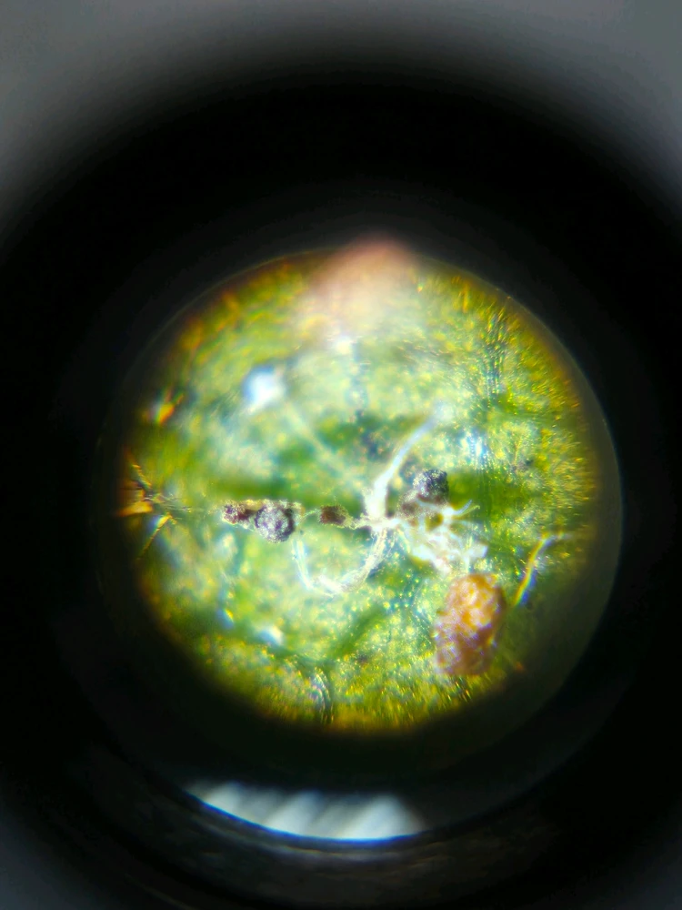 Image uploaded by Maria