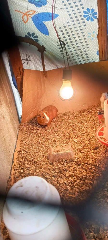 GIF uploaded by Cristopher Alvarado Morales