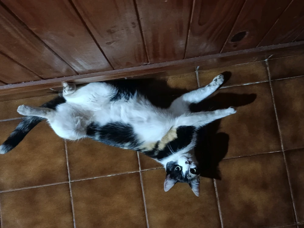 GIF subido por Andrea