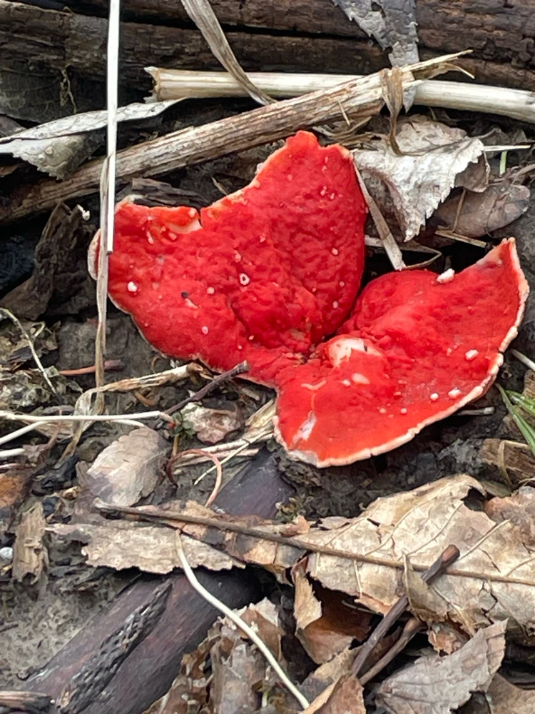 Image uploaded by Robbie