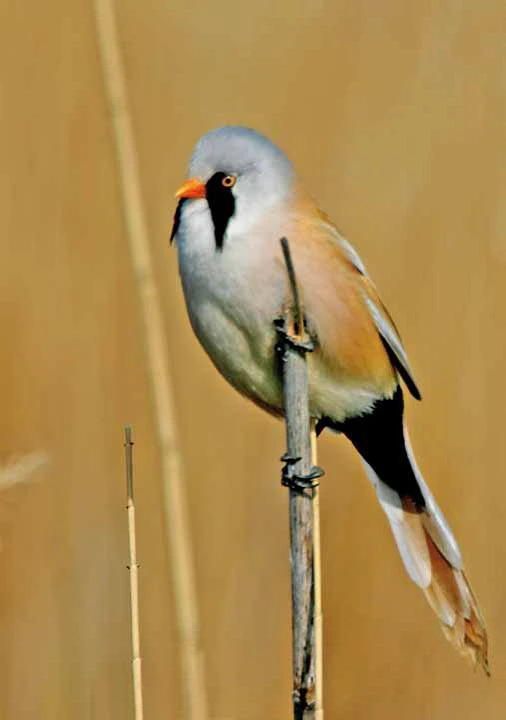 GIF uploaded by Tamás