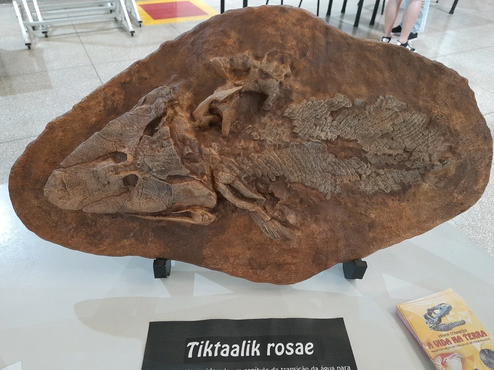 Imagem enviada por Joaquim