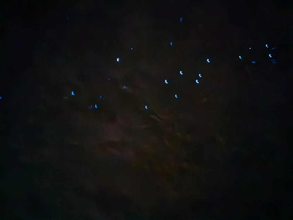 Image uploaded by Afrin