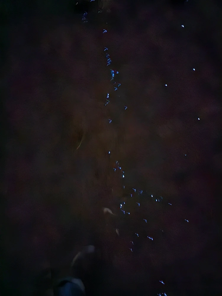 Image uploaded by Afrin