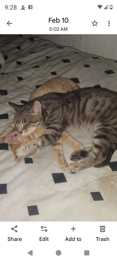 Image uploaded by Gordon Zito