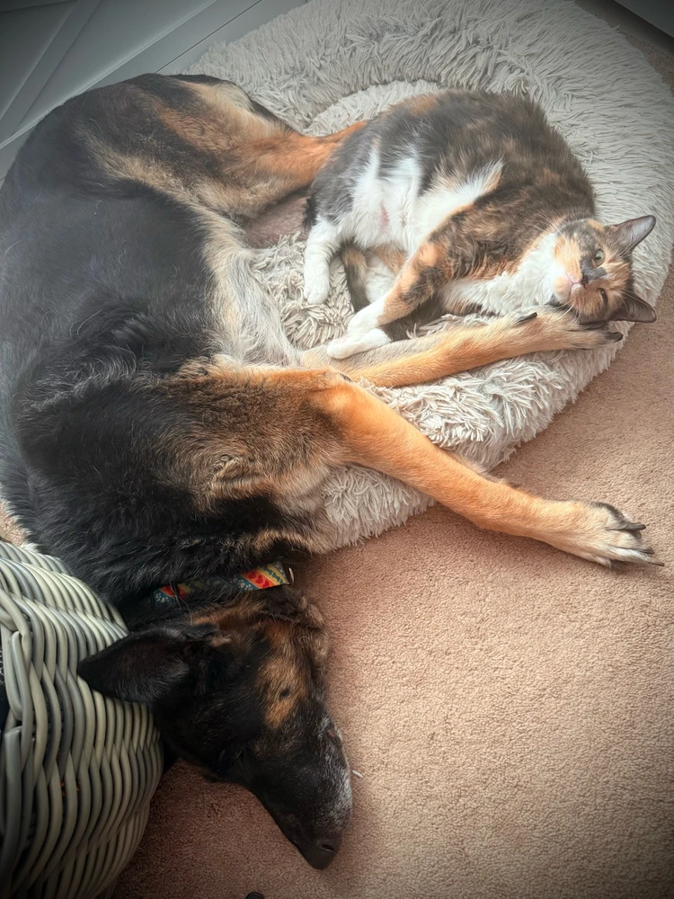 GIF uploaded by Meagan